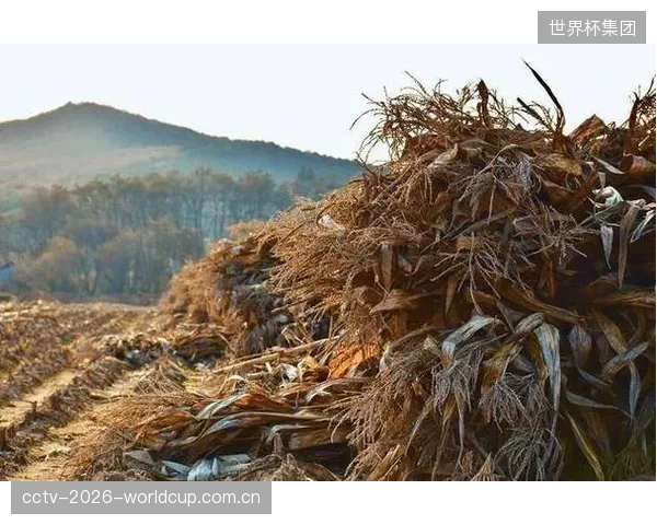 市场观察：2026年5月，经Verra认证的优质林业碳汇项目价格已攀升至每吨25美元